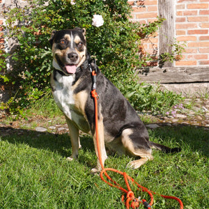 Verstellbare Hundeleine aus Kletterseil - Sicherheitskarabiner & Scherenkarabiner - Rot Orange